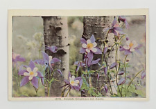 Colorado Columbines and Aspens State Flower Postcard Unposted picture