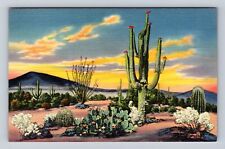 NM- New Mexico, Sunset On The Desert, Antique, Vintage Souvenir Postcard picture