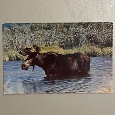 Vintage Postcard Northern Moose in his favorite feeding grounds picture