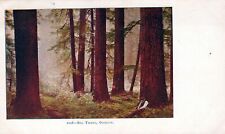 OREGON OR - Big Trees Postcard - udb (pre 1908) picture
