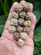 24 pieces Natural GoBi color jade hand-carved Succulents bonsai collection picture