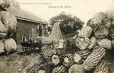 RPPC Postcard Martin exxageration Corn pumpkins and Cabbages picture