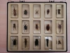 100% Full Set 15 items in box original exotic beetles real insects in resin  picture