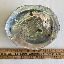 Vintage Abalone Shell 8-5/8