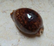 F pantherina Cypraea  F+++ 82.5 MM red color red sea shell natural glossy picture