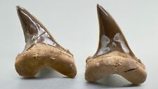 Pair Extremely Rare Associated Fossil Extinct GINSU Teeth - Cretoxyrhina, TX picture
