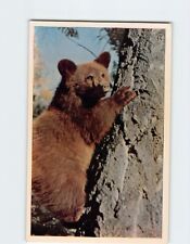 Postcard Bear Cub Canada North America picture