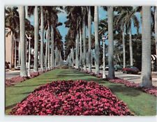Postcard Stately royal palms line a broad avenue in Palm Beach, Florida picture