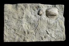 EXTINCTIONS- KILLER BLASTOID FOSSIL PLATE, ONE WITH LONG STEM AND BRACHIOLES picture
