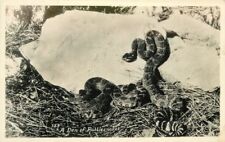 Den of Rattlesnakes 1936 RPPC real photo postcard 4688 picture