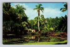 Vero Beach FL-Florida, McKee Jungle Gardens, Lagoon, Vintage c1961 Postcard picture