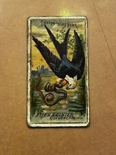 1888 N4 Allen & Ginter Birds of America Swallow-tailed Hawk with snake picture