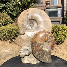 6.51LB  Large Natural Beautiful ammonite fossil conch Crystal specimen Healing picture