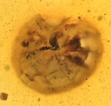 Curled Terrestrial Crustacean (Isopod), Fossil inclusion in Burmese Amber picture