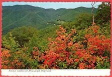 Postcard Flame Azalea at Mile High Overlook Great Smoky Mountains Tennessee  picture