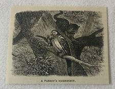small 1880 magazine engraving~ A PARROT'S FRIENDSHIP picture