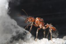 California Harvester Queen Ant (Pogonomyrmex Californicus)NATIVE AREAS ONLY picture