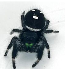 Regal Jumping Spider picture