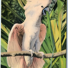 c1940s Miami, FL Parrot Jungle Duke the Salm Crested Cockatoo Adorable Bird A221 picture