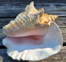 Large Pink Queen Conch Shell 2.12 lbs Natural Seashell Appx 9