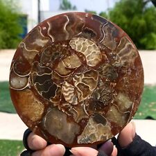 142G Rare Natural Tentacle Ammonite FossilSpecimen Shell Healing Madagascar picture