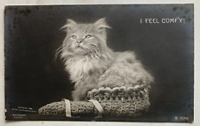 Vintage 1906 RPPC Postcard Longhaired Cat 