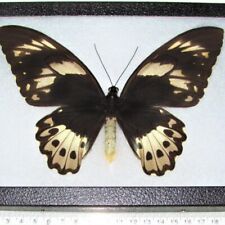 Ornithoptera pria female REAL FRAMED BUTTERFLY picture