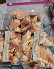 Florida Conch Shells. 15 per lot. Sanibel hand picked. picture