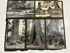 RPPC California Redwoods Deer Calling Cub Scout Sunbeams Real Photo Postcard lot picture
