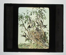 YELLOW BILLED MAGPIE. HAND COLORED PHOTO ON GLASS. TINTED LANTERN SLIDE. picture