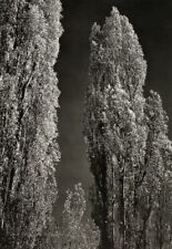 1936/72 ANSEL ADAMS Vintage Poplar Trees California Landscape Photo Art 11X14 picture