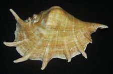 250 mm HUGE HEAVY Lambis Spider Conch Seashell Phuket Thailand Combine Ship picture