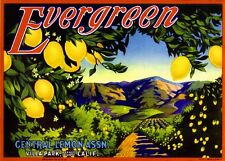 Villa Park Orange County Evergreen Lemon Citrus Fruit Crate Label Art Print picture