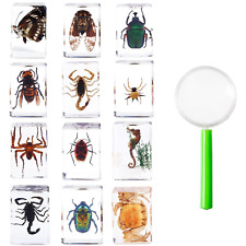 12Pcs Insects in Resin Insect Specimen Set Paperweight Real Bugs Collection Supp picture
