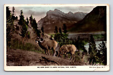 Hand Colored RPPC Big Horn Sheep in Jasper National Park Alberta Postcard picture