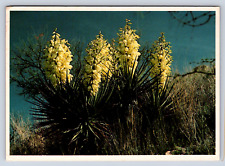 Vintage Postcard Spanish Bayonet Desert Yucca  picture