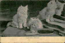 Postcard: Kitty Cat Kittens Cat picture