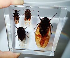 4 Cicada Set Grass & Golden & Red & Black Cicada Clear Education Insect Specimen picture