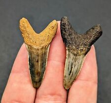 Rare Pair Of Monster Isurus Praecursor Mako Shark Teeth North Florida Eocene picture