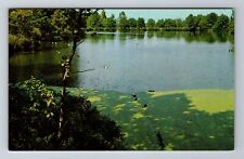 Evansville IN-Indiana, Lake at Mesker Zoo, Antique Vintage Souvenir Postcard picture