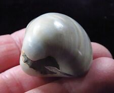 Polished Fossilized Clam- 26 grams-Cretaceous- 110 Million Years Old- Madagascar picture