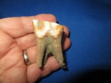 Large Wooly Rhino or Herbivore Tooth Fossil Ice Age Permafrost Specimen 1A3 picture