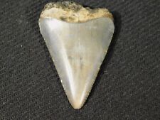Larger ANCESTRAL Great White SHARK Tooth Fossil 100% Natural 17.2gr picture
