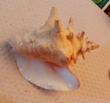 Large Vintage  Natural Conch shell 9” Long picture