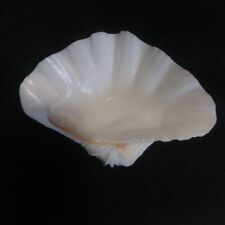 Vintage Large Clam  Shell Aprox.size 230mm L x 165mm W  x 95mm H Home Decor   picture