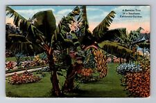 CA-California, Banana Tree Southern CA Grove, Antique Vintage Postcard picture