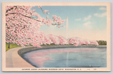 Washington DC Cherry Blossoms Washington Monument 1937 Linen Postcard picture