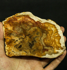 191g BEAUTIFULL NATURAL MULTICOLOR PETRIFIED WOOD NOT POLISHED picture