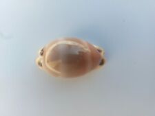 Luria Lurida Oceanica F+++/Gem 45mm Sea shell Cowrie 1950'S Private Collection  picture