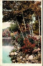 1910 Under The Birches Lake Winnipesukee  New Hampshire Antique Postcard  picture